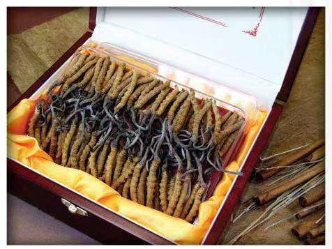 青河冬虫夏草回收?